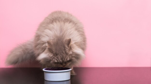 Foto de pluizige grijze kat eet voedsel voor huisdieren van een plaat op een roze achtergrond.