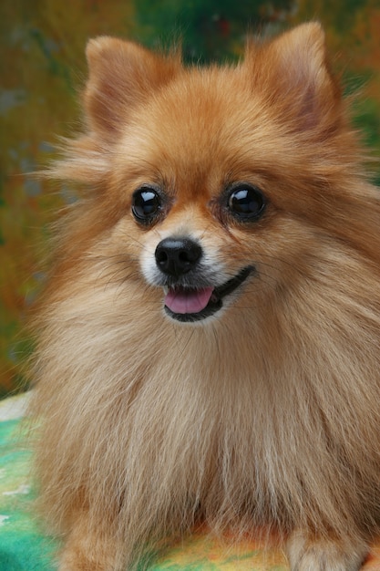 De Pomeranianhond in studio op varicolored achtergrond