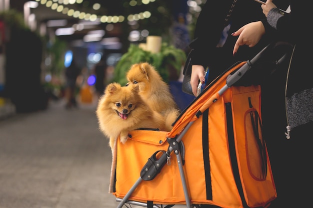 De Pomeranianhond zit in de karretje in supermarkt