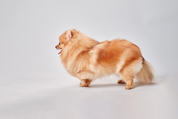 De Pommerse hond staat zijwaarts naar de camera