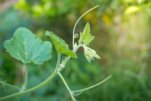 De pompoen in de tuin