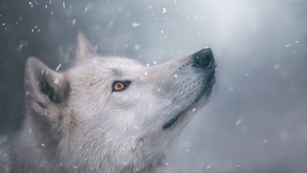 De poolwolf kijkt naar de sneeuw. Portret. Prachtig behang. Coole zonnebril.