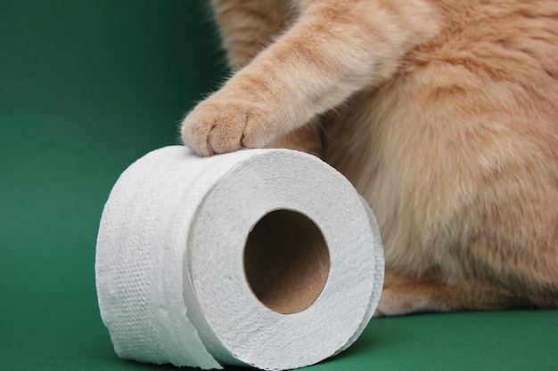 De poot van een rode kat raakt een rol wit toiletpapier.