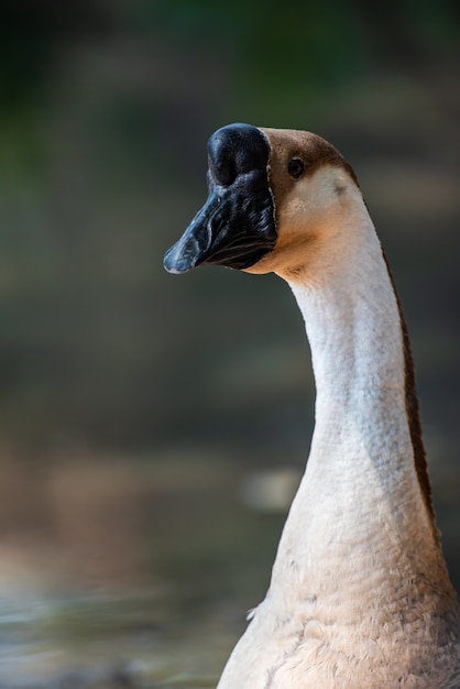 De portret witte gans