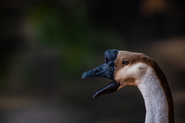 De portret witte gans