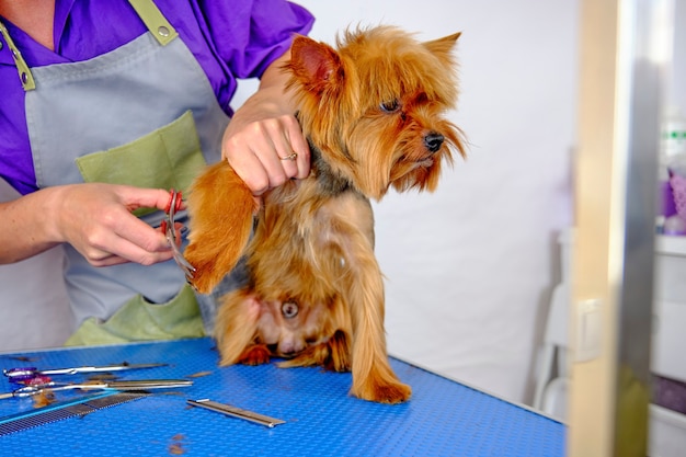 De poten van een Yorkshire Terriër knippen met een schaar in een dierensalon.