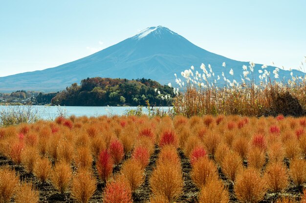 Foto de prachtige berg fuji en kochia in de herfst bij het meer kawaguchi in japan