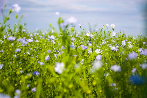 De prachtige blauwe bloemen van geneeskrachtig vlas bloeiden