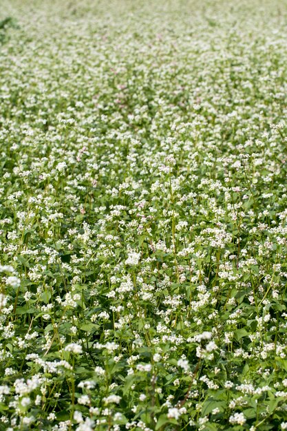 De prachtige boekweitbloemen in het veld