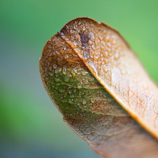 Foto de prachtige bruine boombladeren in de natuur