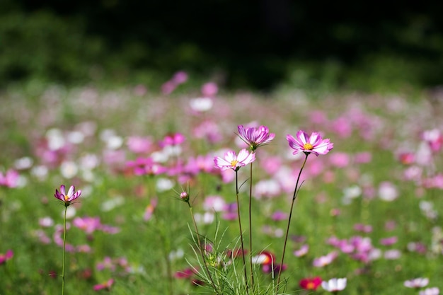 De prachtige kosmos in het veld