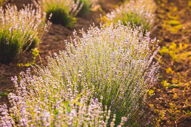 De prachtige lavendelstruiken die op een rij groeien op een landboerderij