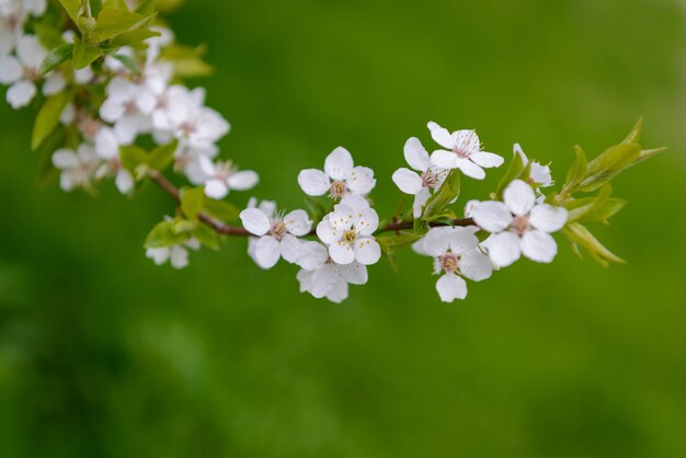 De prachtige lente bloeiende boom