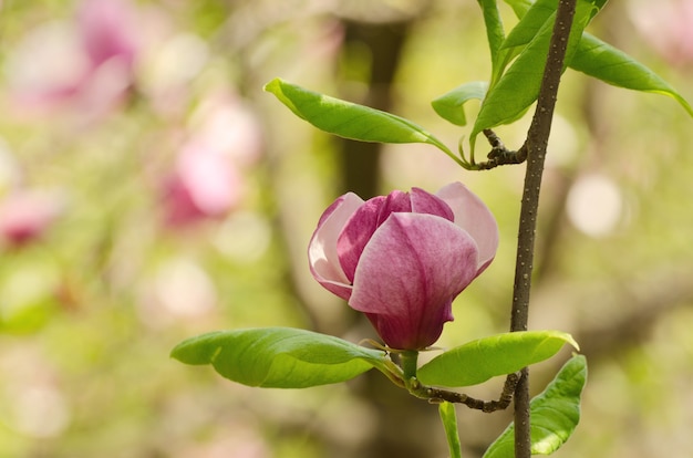 De prachtige magnoliaboom komt in de lente tot bloei. De magnoliabloem van Jentle tegen zonsonderganglicht.