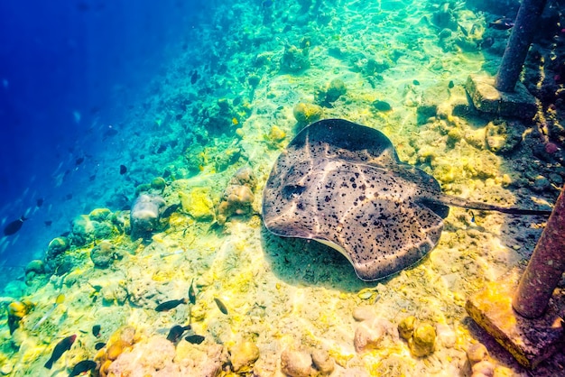 De prachtige onderwaterwereld van de Malediven