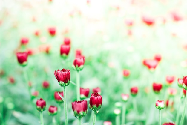 De prachtige rode papavers bloemen natuur achtergrond