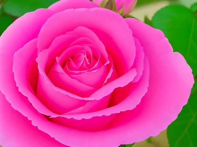 De prachtige roze roos