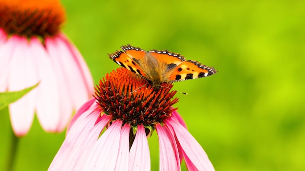 Foto de prachtige vlinder vanessa cardui bestuift de echinacea-bloem. detailopname.