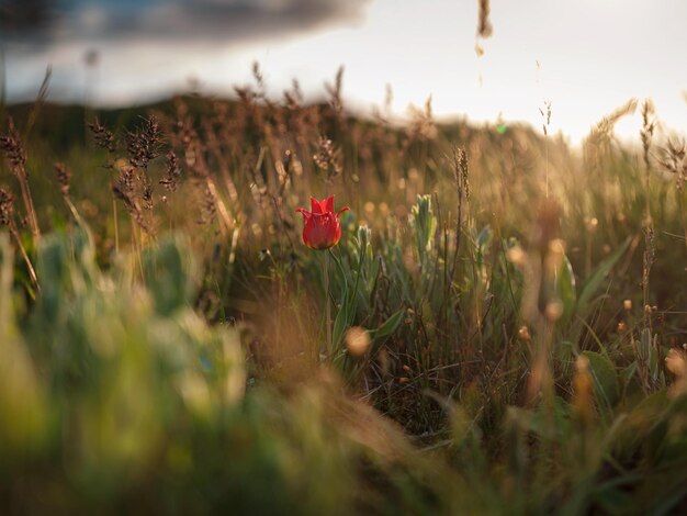 De prachtige wilde bloemen in de zonsondergangstralen