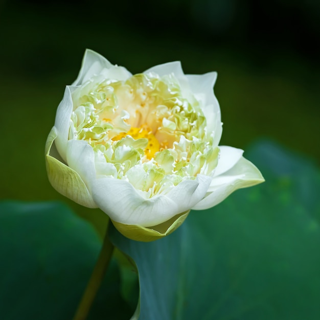 De prachtige witte lotusbloem in de tuinen.