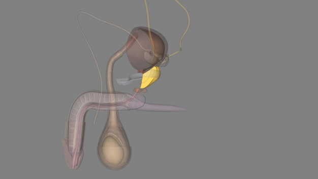 De prostaat is zowel een bijkomende klier van het mannelijke voortplantingssysteem als een door spieren aangedreven mechanische schakelaar tussen urineren en ejaculeren
