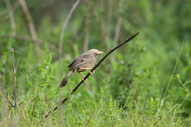 de puffthroated babbelaar zittend op de boomtak