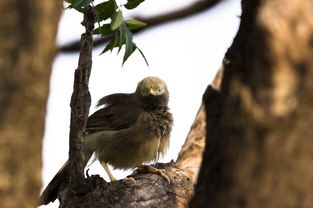 De Puffthroated Babbler zittend op de tak