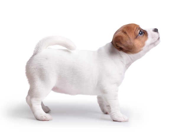 De puppy Jack Russell staat en ziet er top uit. geïsoleerd