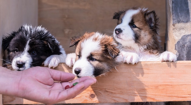 De puppy's klimmen in een kooi. Omdat ze honger hebben.