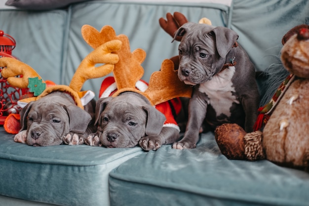 De puppy's van American Bully liggen voor Kerstmis op de bank. Pest puppy's in slimme hoeden.