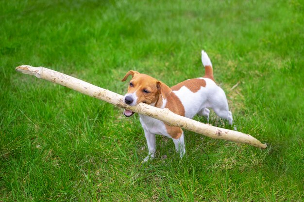 De puppy van een jack russell draagt een stok