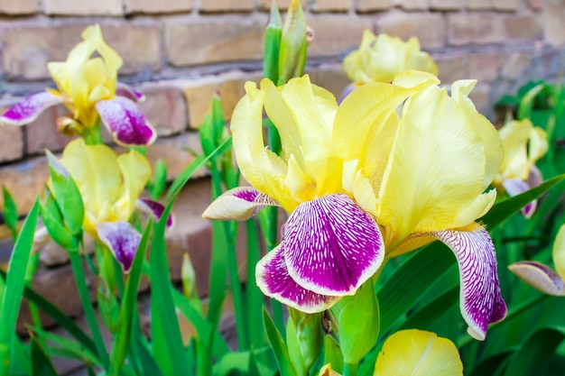 De purpere en gele cultivariris bloeit close-up