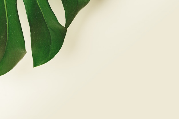 De rand van een groen blad van een plant, kopieer ruimte