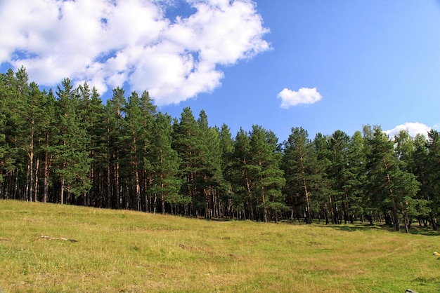 De rand van het bos.