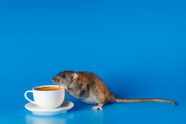 De rat nodigt u uit om koffie te drinken Witte beker met drank Knaagdier geïsoleerd op een blauwe achtergrond voor inscriptie en titel De muis gaat thee drinken