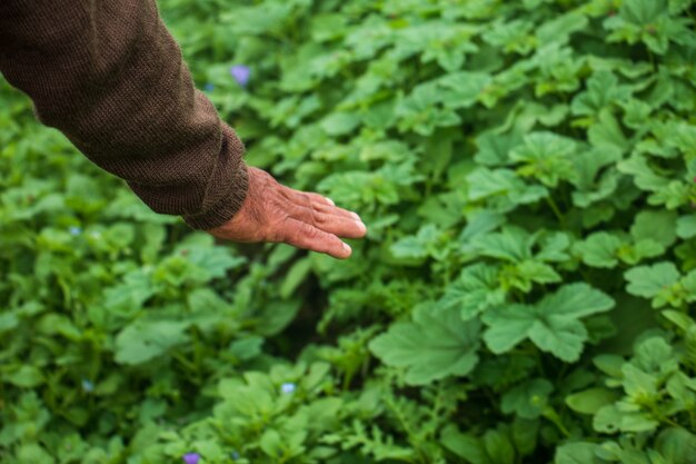 De rechterhand van een oude man raakt de planten op de grond aan