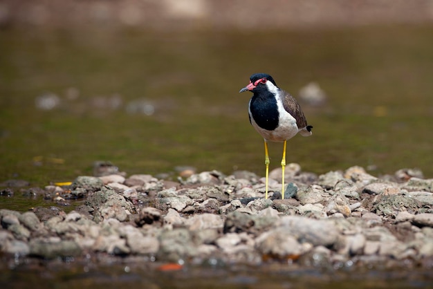 De redwattled kievit is een Aziatische kievit of grote plevier een waadvogel in de familie Charadriidae