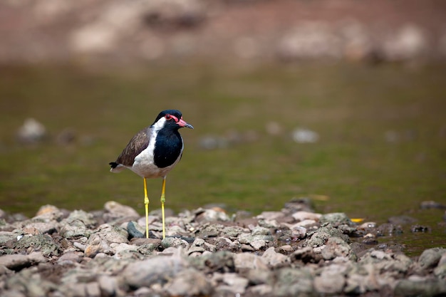 De redwattled kievit is een Aziatische kievit of grote plevier een waadvogel in de familie Charadriidae