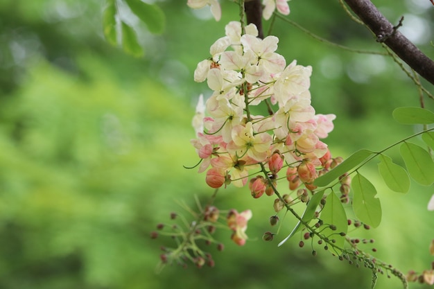 De regenboogdouche bloeit mooi bloemblaadje helder op achtergrond van de boom de groene aard