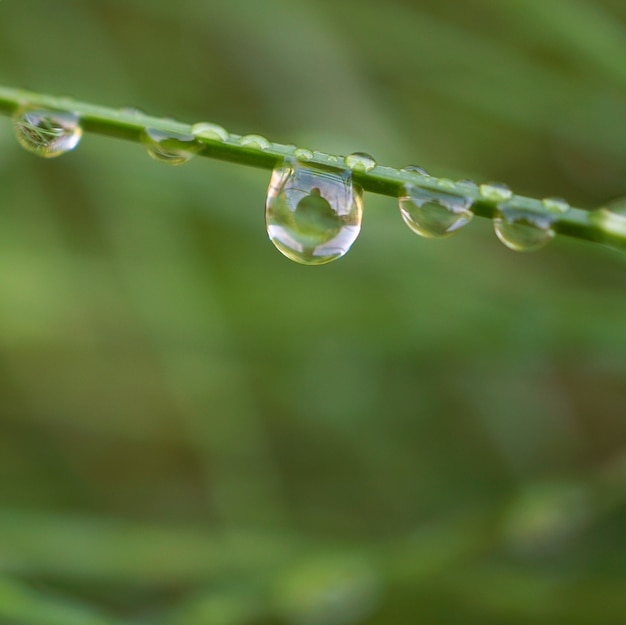 de regendruppels op het groene gras in de natuur