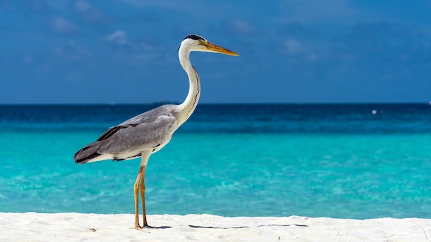 De reiger van Nice op wit strand in de Maldiven.