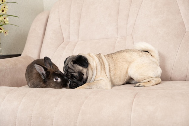 De relatie tussen een mopshond en een konijn, vriendschap en liefde voor huisdieren