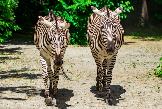 De rennende zebra's.