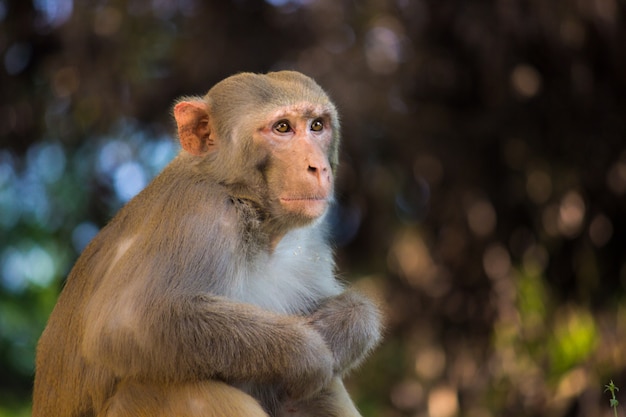 De Rhesus Macaque