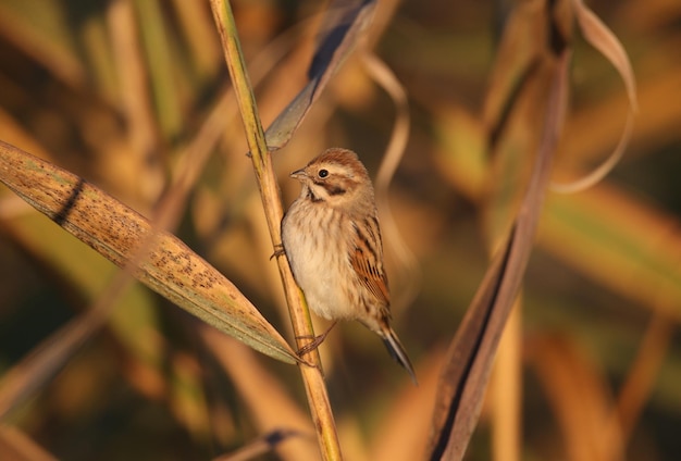 De rietgors Emberiza schoeniclus