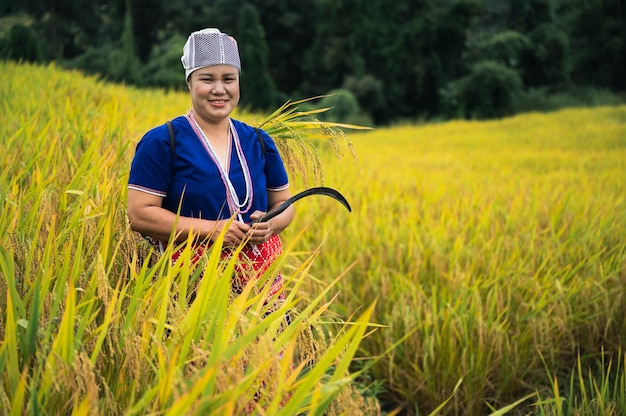 De rijstoogst van landbouwersvrouwen in noord-thailand