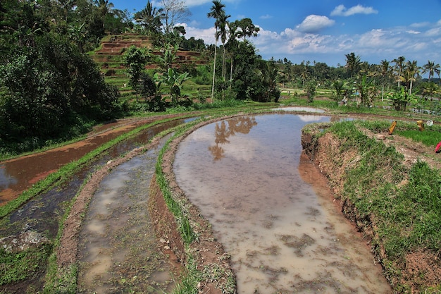 De rijstterrassen op Bali, Indonesië