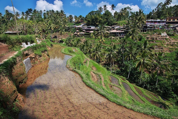 De rijstterrassen op Bali, Indonesië