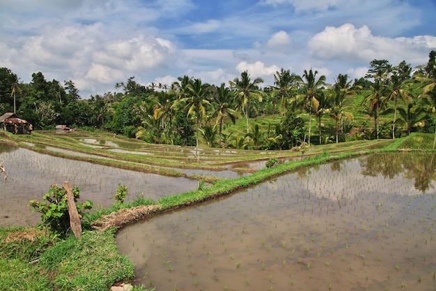 De rijstterrassen op Bali, Indonesië