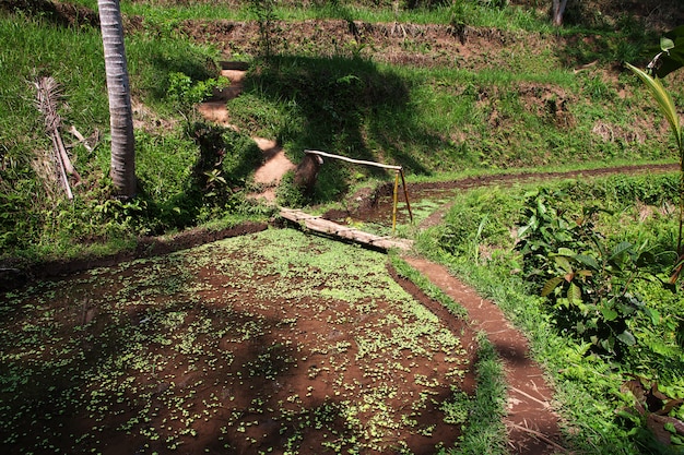 De rijstterrassen op Bali, Indonesië